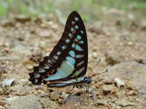 Image of Graphium evemon (Boisduval 1836)