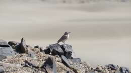 Image of Coastal Miner