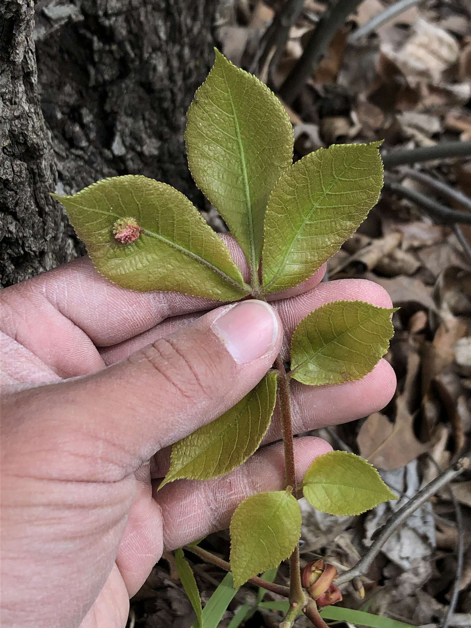 Phylloxera spinosa (Shimer 1869)的圖片