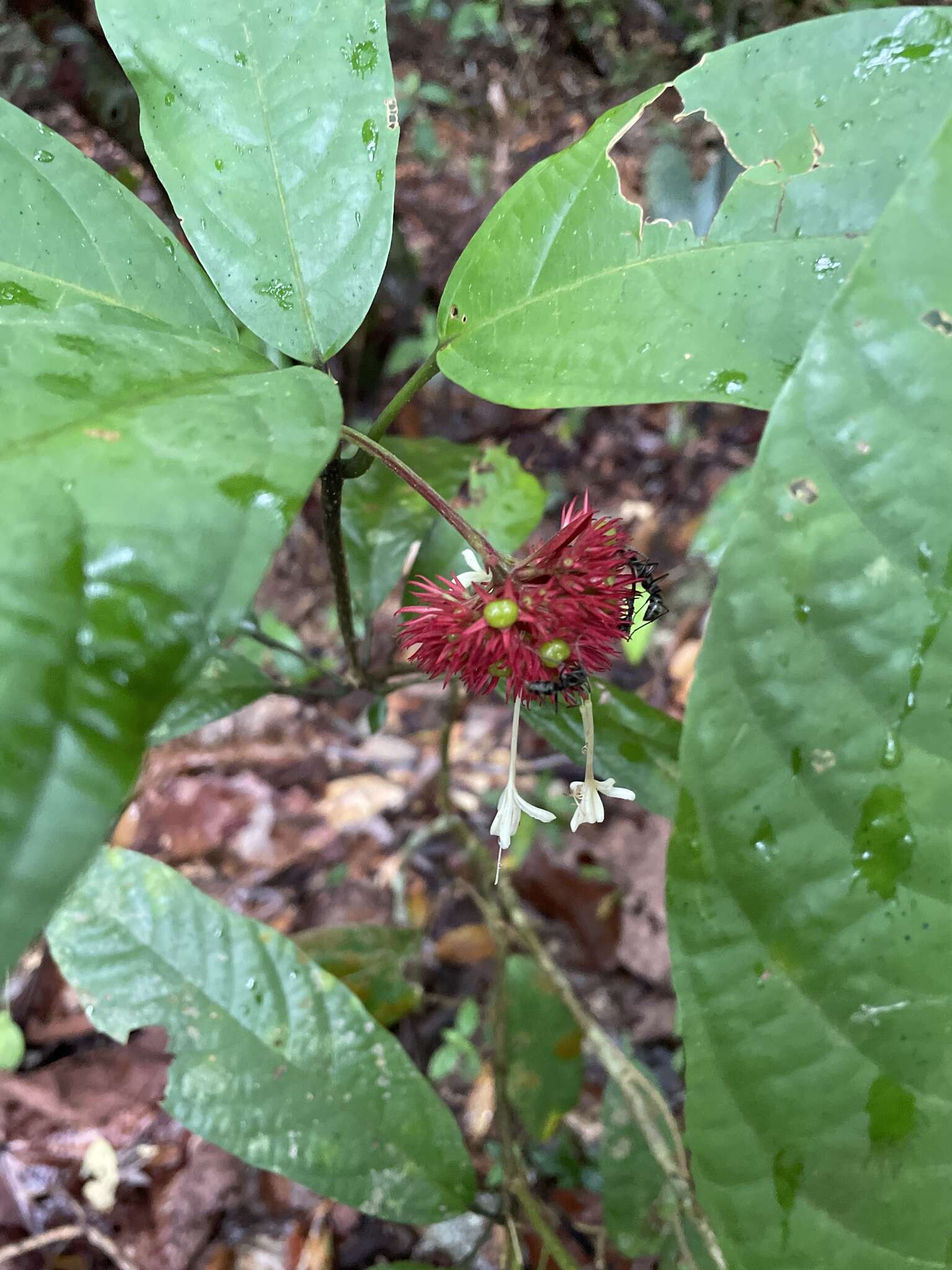 Imagem de Clerodendrum deflexum Wall.