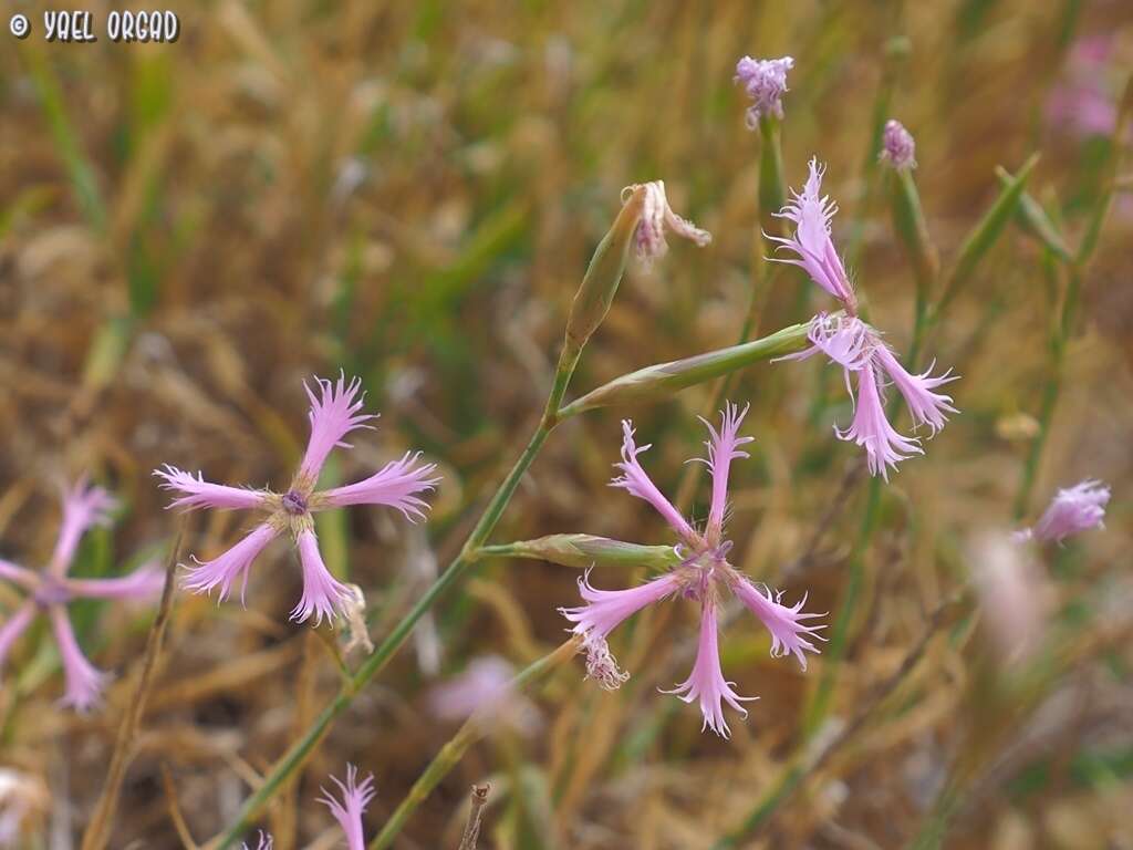 Image of Dianthus pendulus Boiss. & Bl.