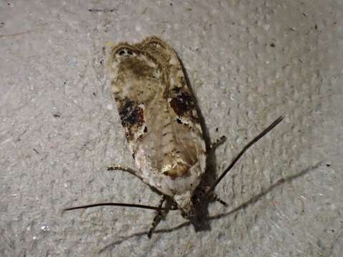 Image of Poison Hemlock Moth