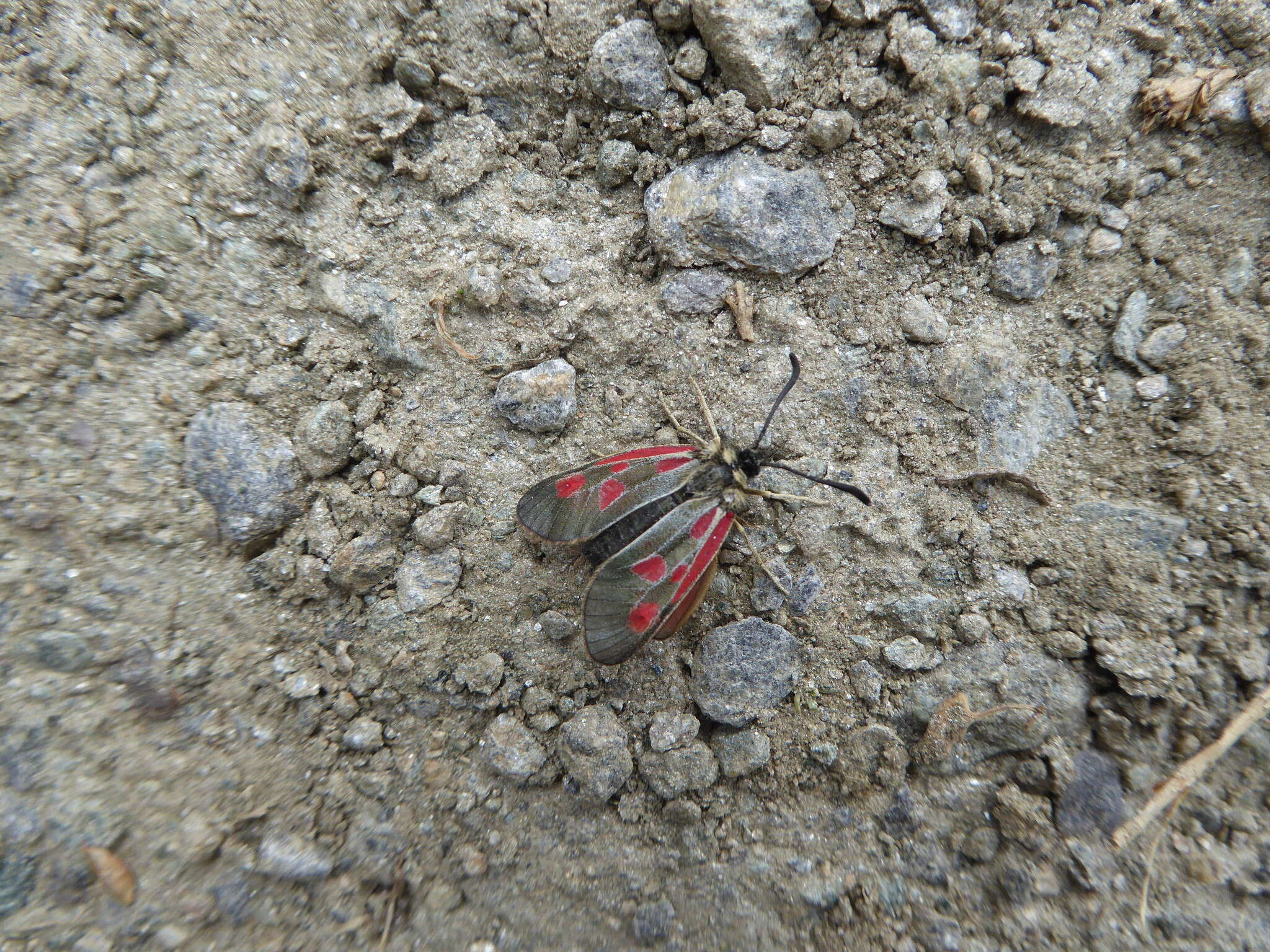 Image of Zygaena exulans Reiner & Hohenwarth 1792