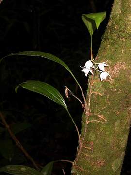 Image of Aganisia pulchella Lindl.