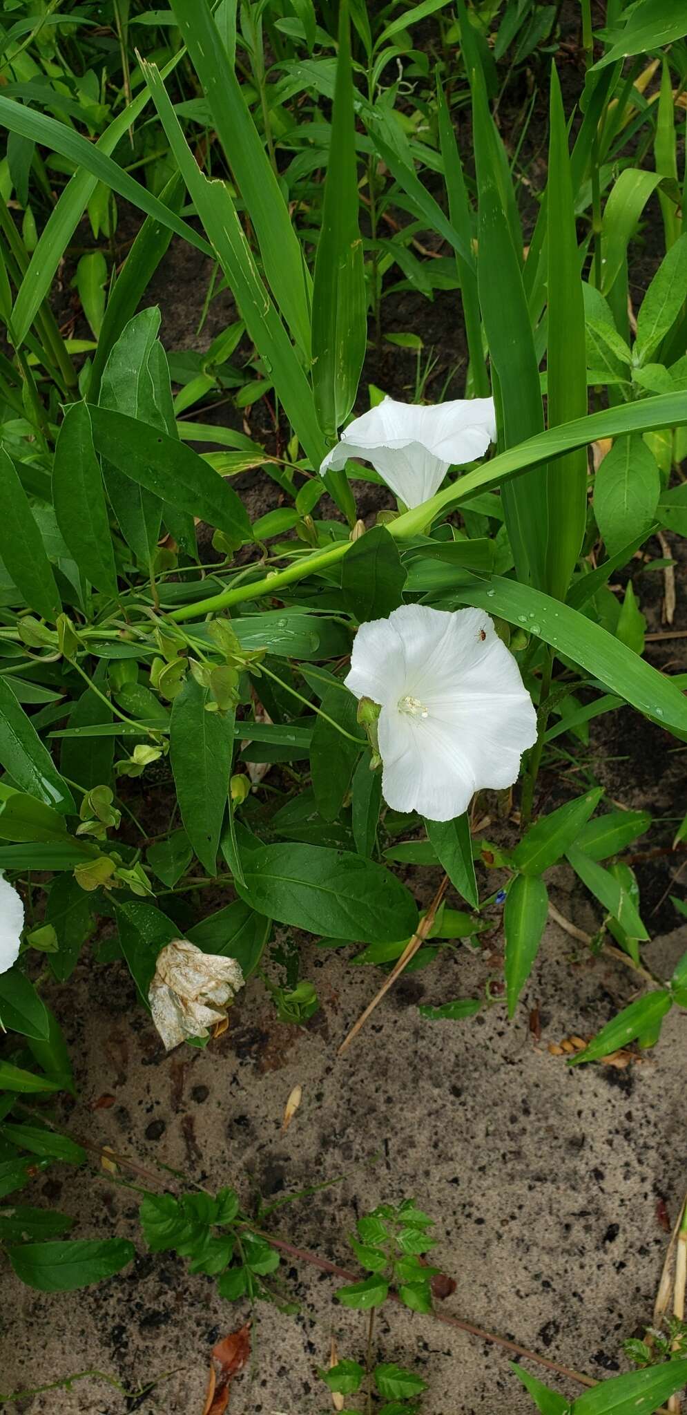 Image of Aniseia argentina (N. E. Br.) O'Donell