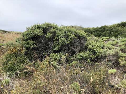 Plancia ëd Arctostaphylos morroensis Wiesl. & Schreiber