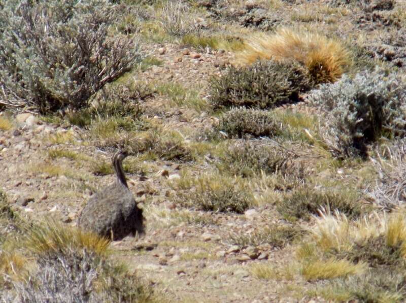 Image of Patagonian Tinamou