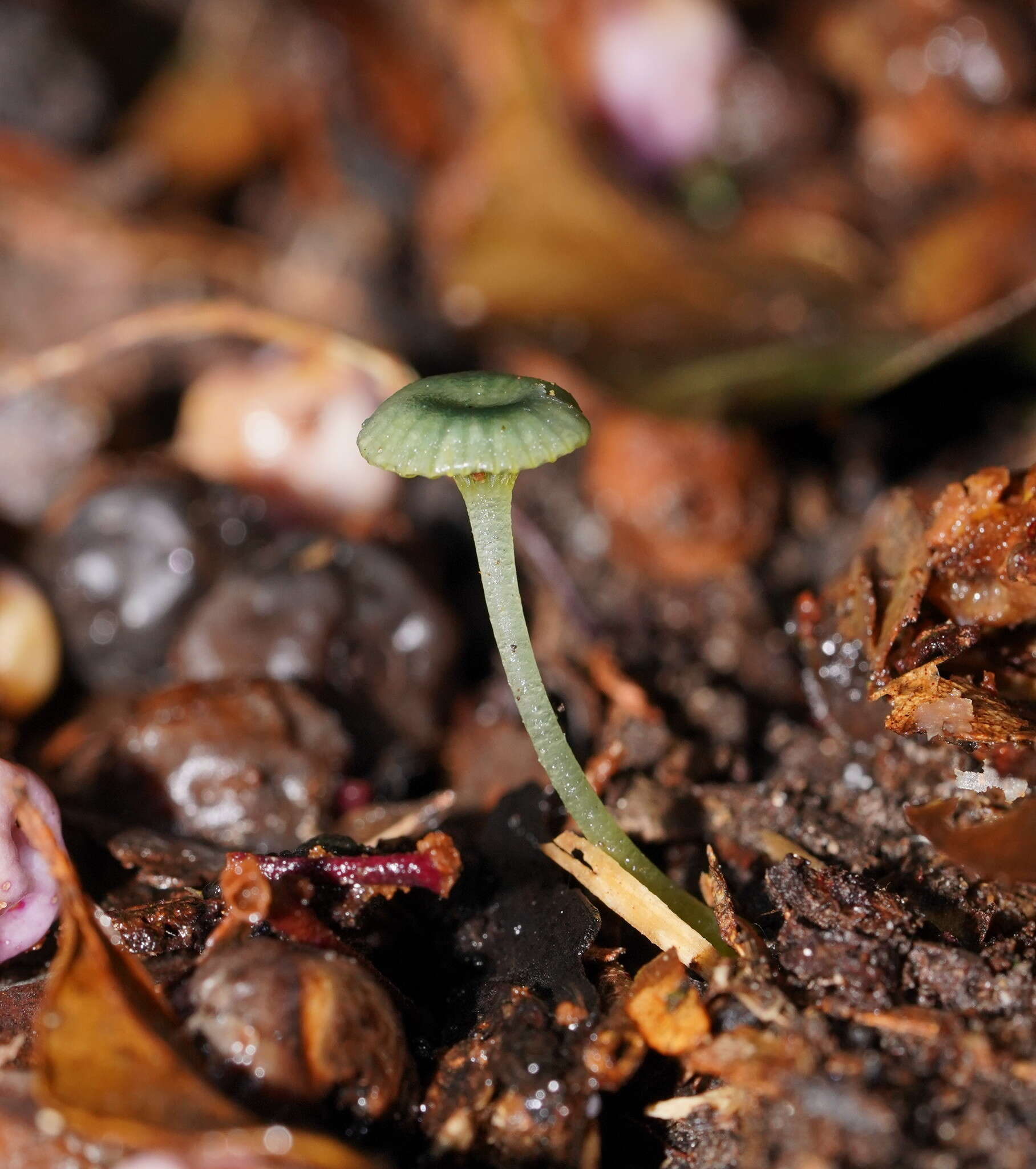 Image of Gliophorus pseudograminicolor (A. M. Young) P. M. Kirk 2013