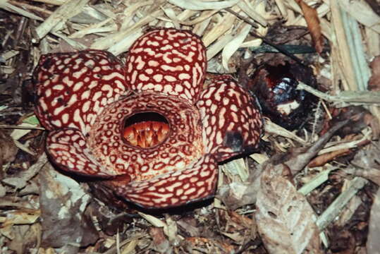 Image of Rafflesia pricei W. Meijer