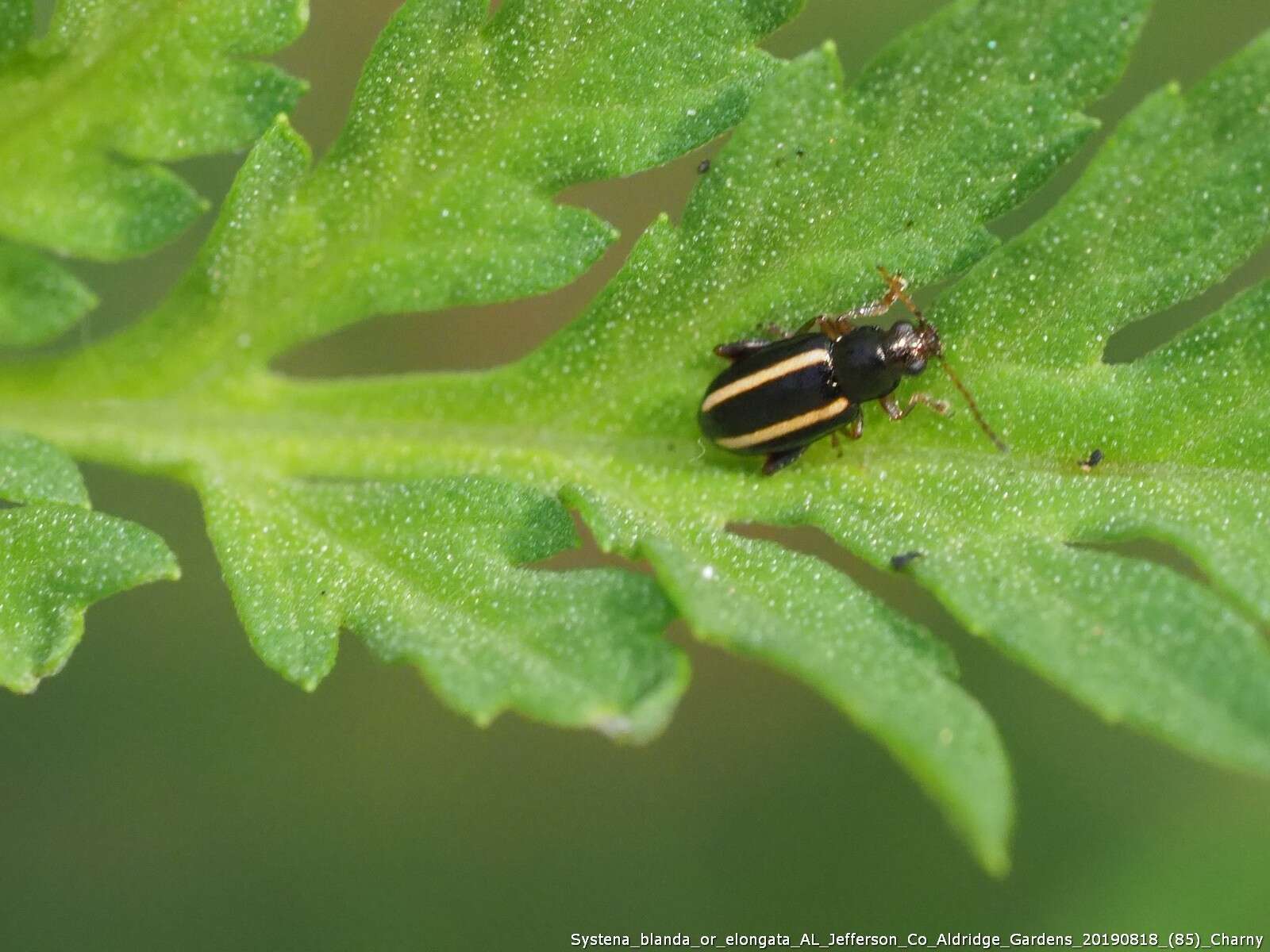 Image of Elongate Flea Beetle