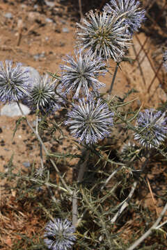 Image of Echinops spinosissimus subsp. bithynicus (Boiss.) Greuter