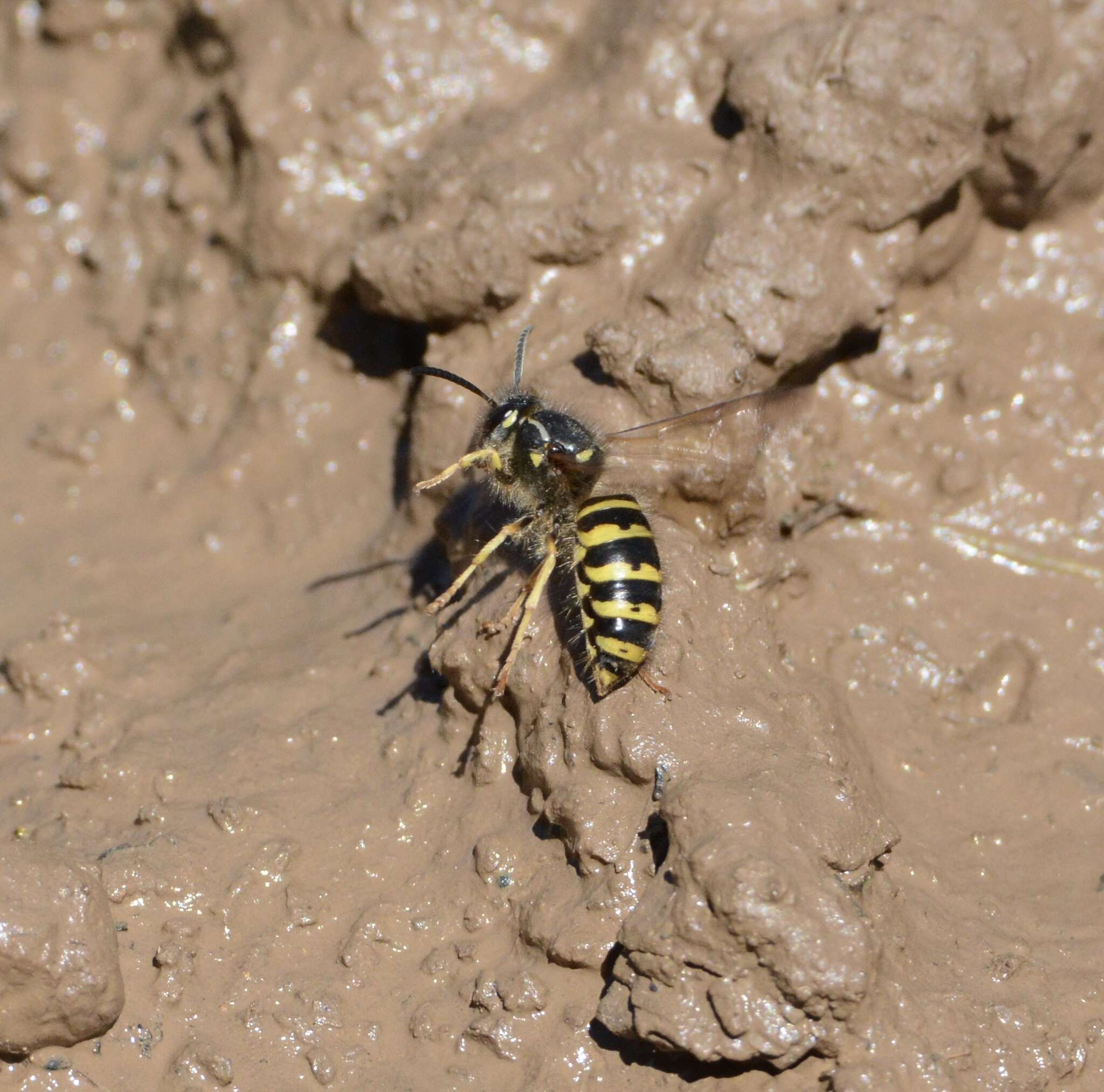 Image of Dolichovespula alpicola Eck 1984