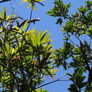 Sivun Leucopogon malayanus subsp. malayanus kuva