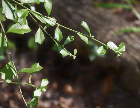 صورة Baccharis glomeruliflora Pers.