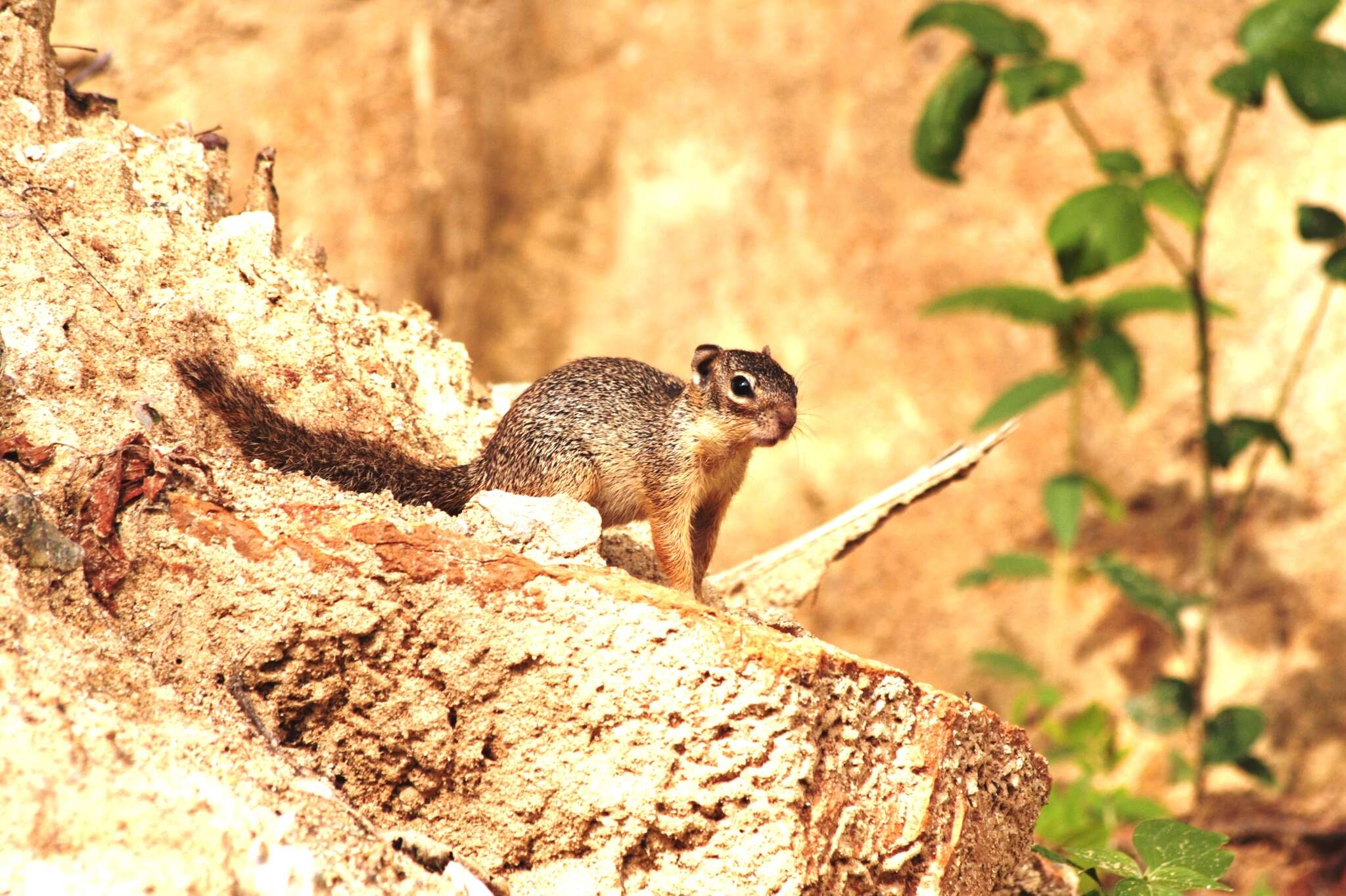 Image of Lesser Tropical Ground Squirel