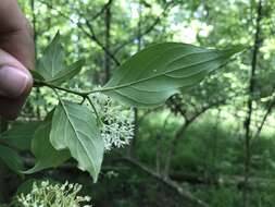 Image de Cornus foemina Mill.