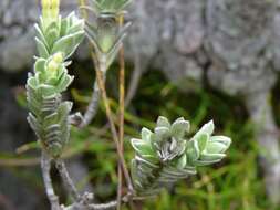 Image of Gnidia imbricata L. fil.