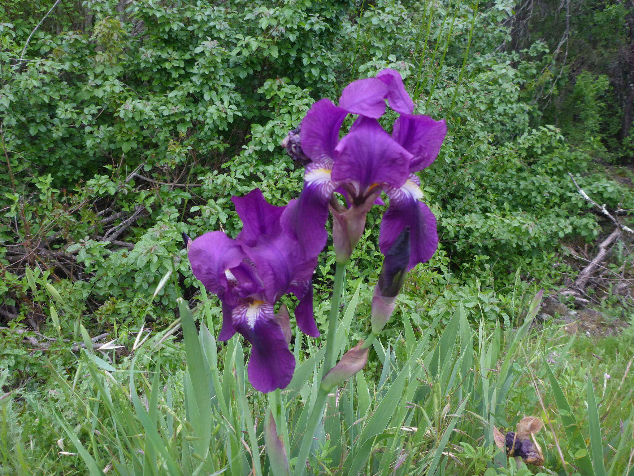 Plancia ëd Iris germanica L.