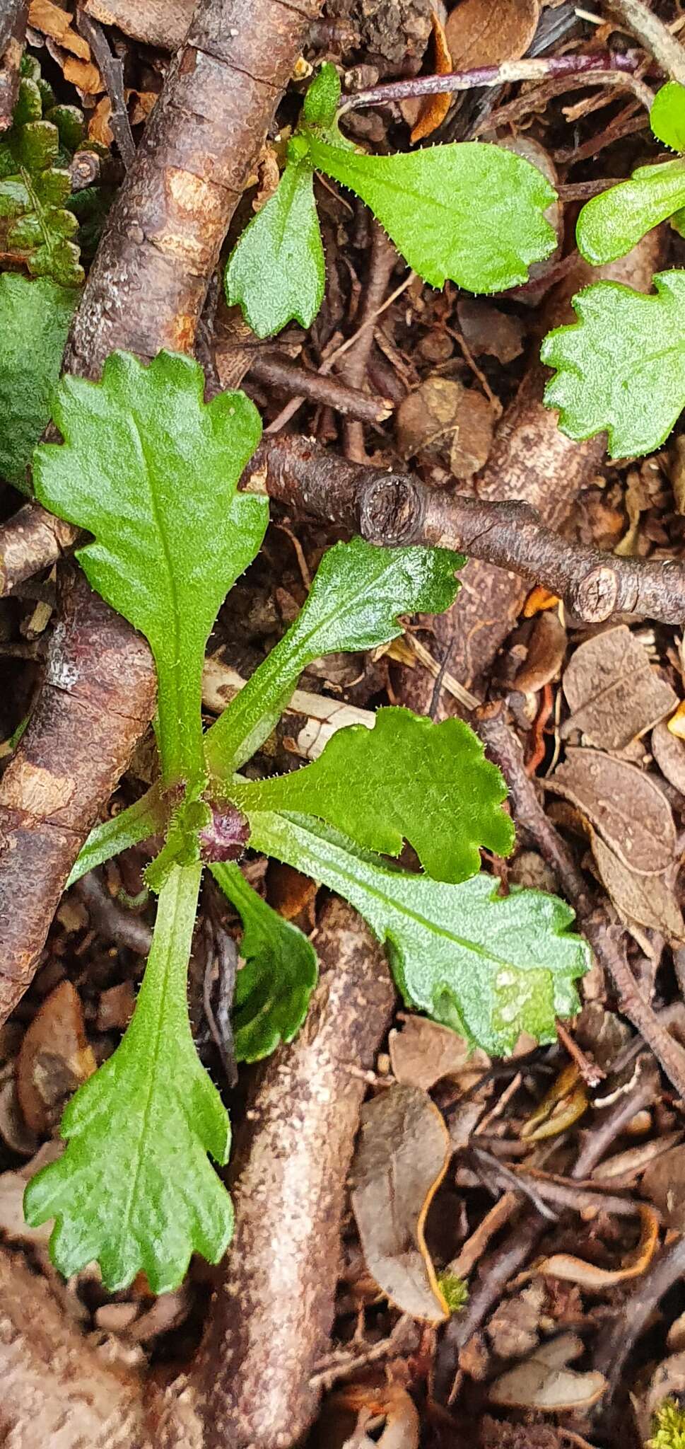 Image of Brachyscome radicata Hook. fil.