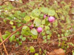 Image of Symphoricarpos × chenaultii Rehder