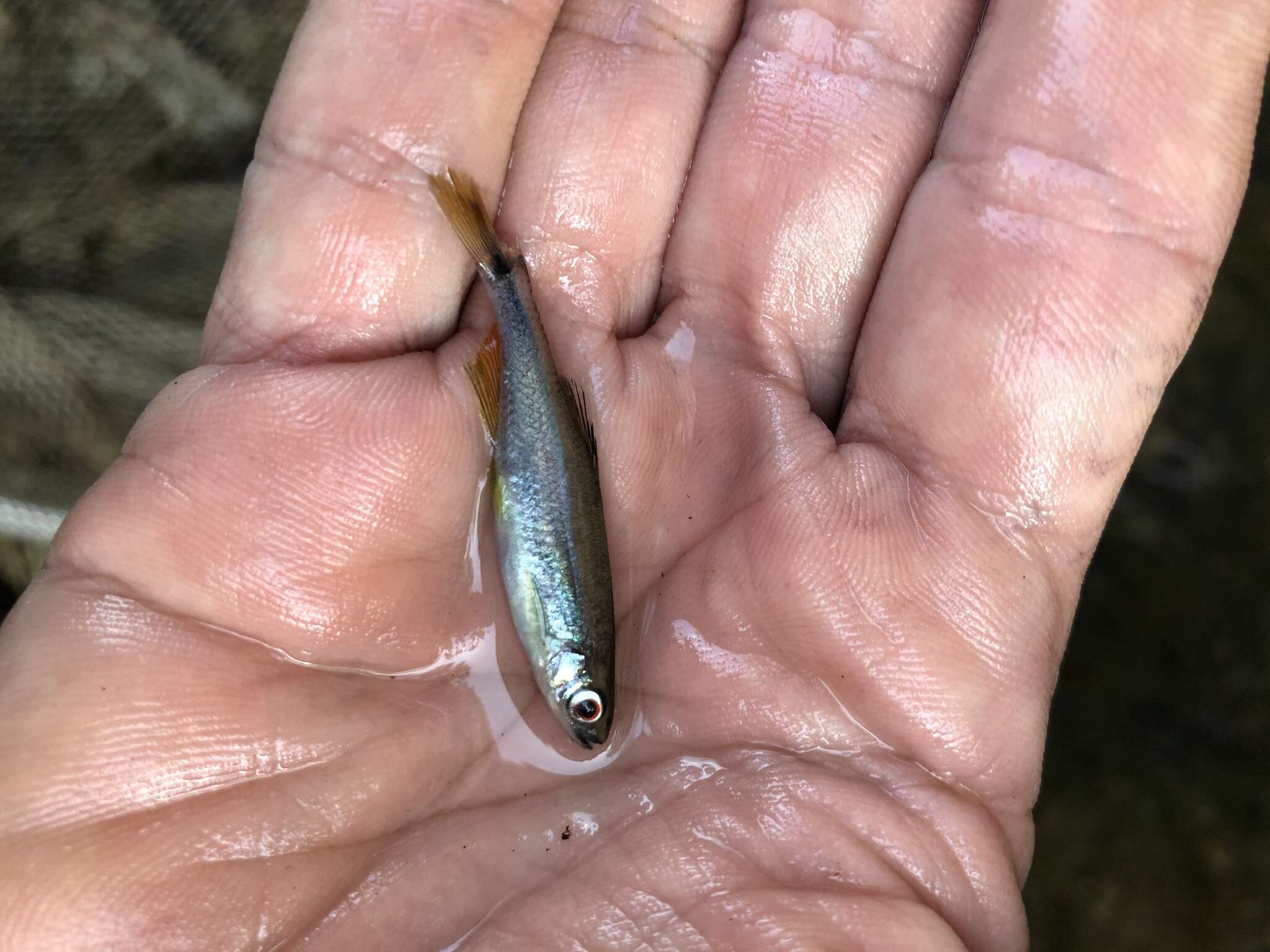 Image of Sailfin Shiner