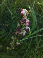 Image de Pyrola asarifolia subsp. asarifolia