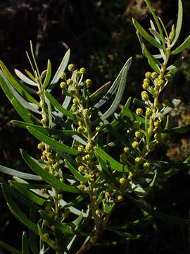 Image of Acacia baeuerlenii Maiden & R. T. Baker