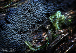 Image de Annulohypoxylon bovei (Speg.) Y. M. Ju, J. D. Rogers & H. M. Hsieh 2005