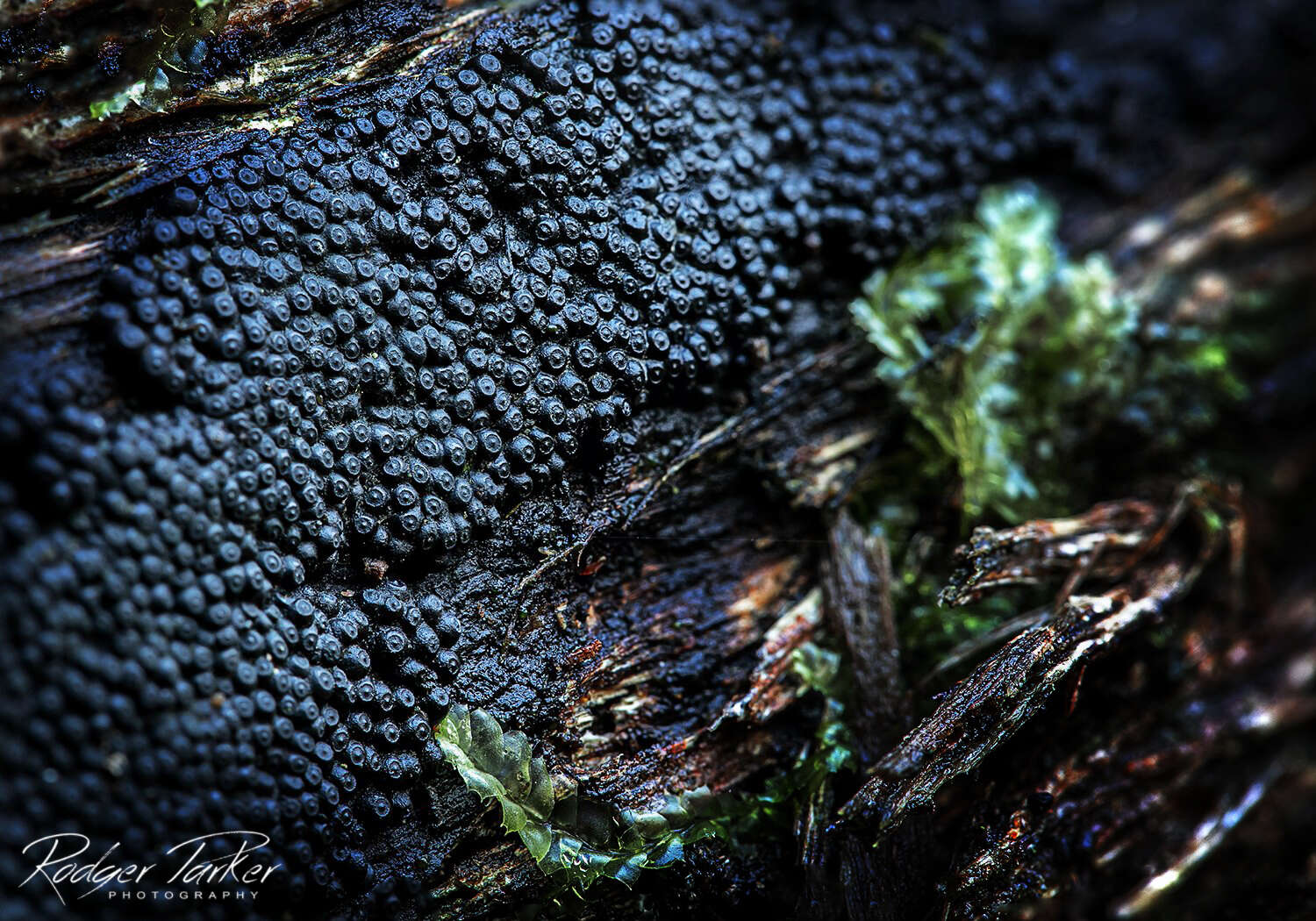 صورة Annulohypoxylon bovei (Speg.) Y. M. Ju, J. D. Rogers & H. M. Hsieh 2005