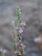 صورة Micromeria graeca (L.) Benth. ex Rchb.