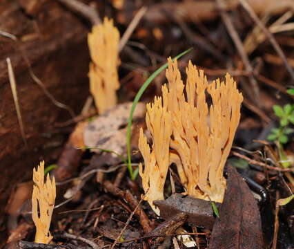 Слика од Phaeoclavulina flaccida (Fr.) Giachini 2011