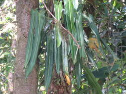 Philodendron spiritus-sancti G. S. Bunting resmi