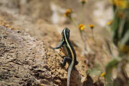 Image of Smith's Rosebelly Lizard