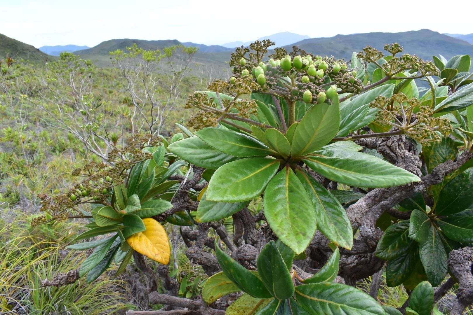 Image of Apiopetalum velutinum Baill.