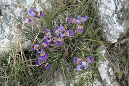 Image of Iris unguicularis subsp. cretensis (Janka) A. P. Davis & Jury