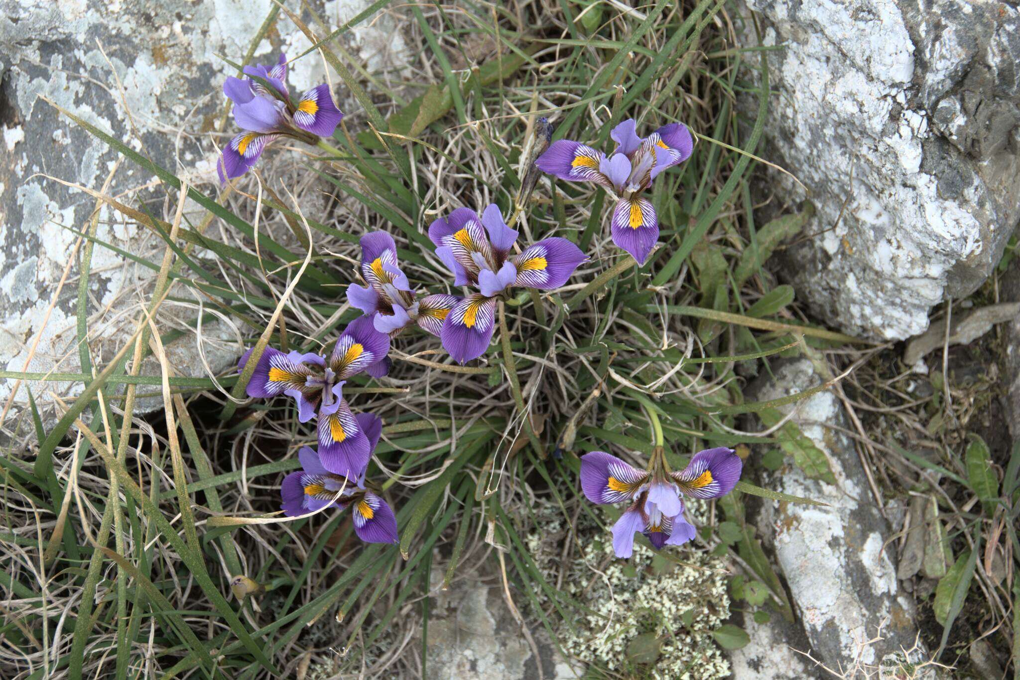 Image of Iris unguicularis subsp. cretensis (Janka) A. P. Davis & Jury