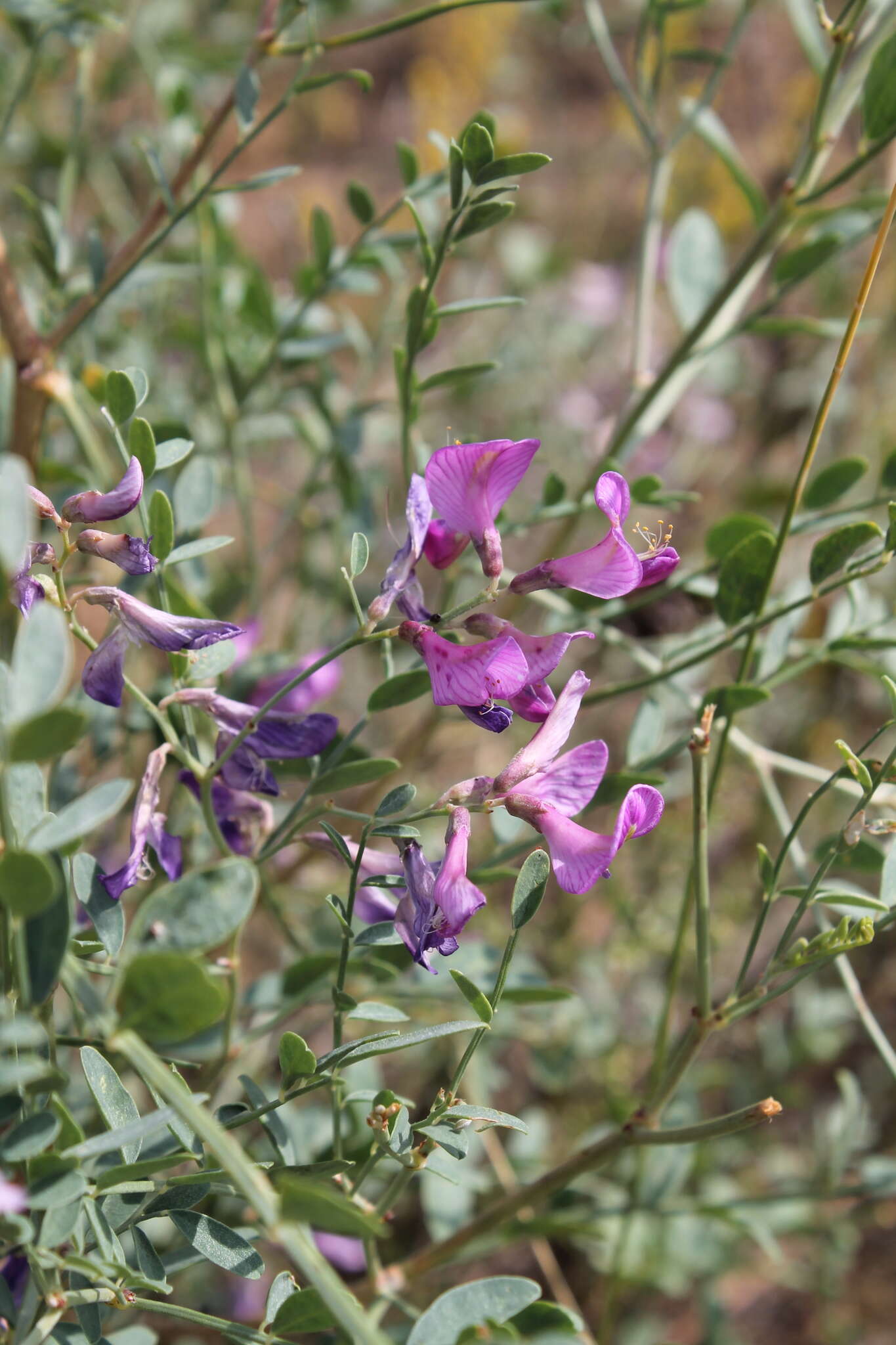 Image of <i>Corethrodendron fruticosum</i>