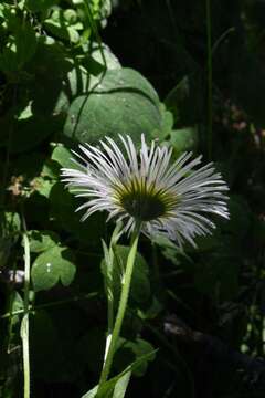 Image of large mountain fleabane