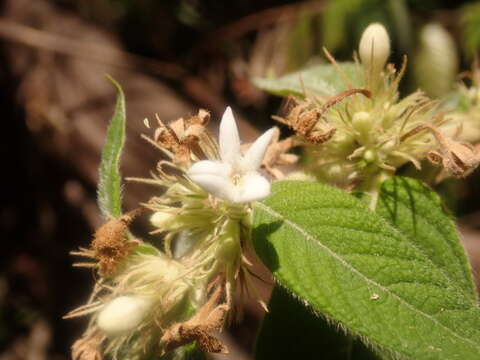 Image of Sabicea acuminata Baker