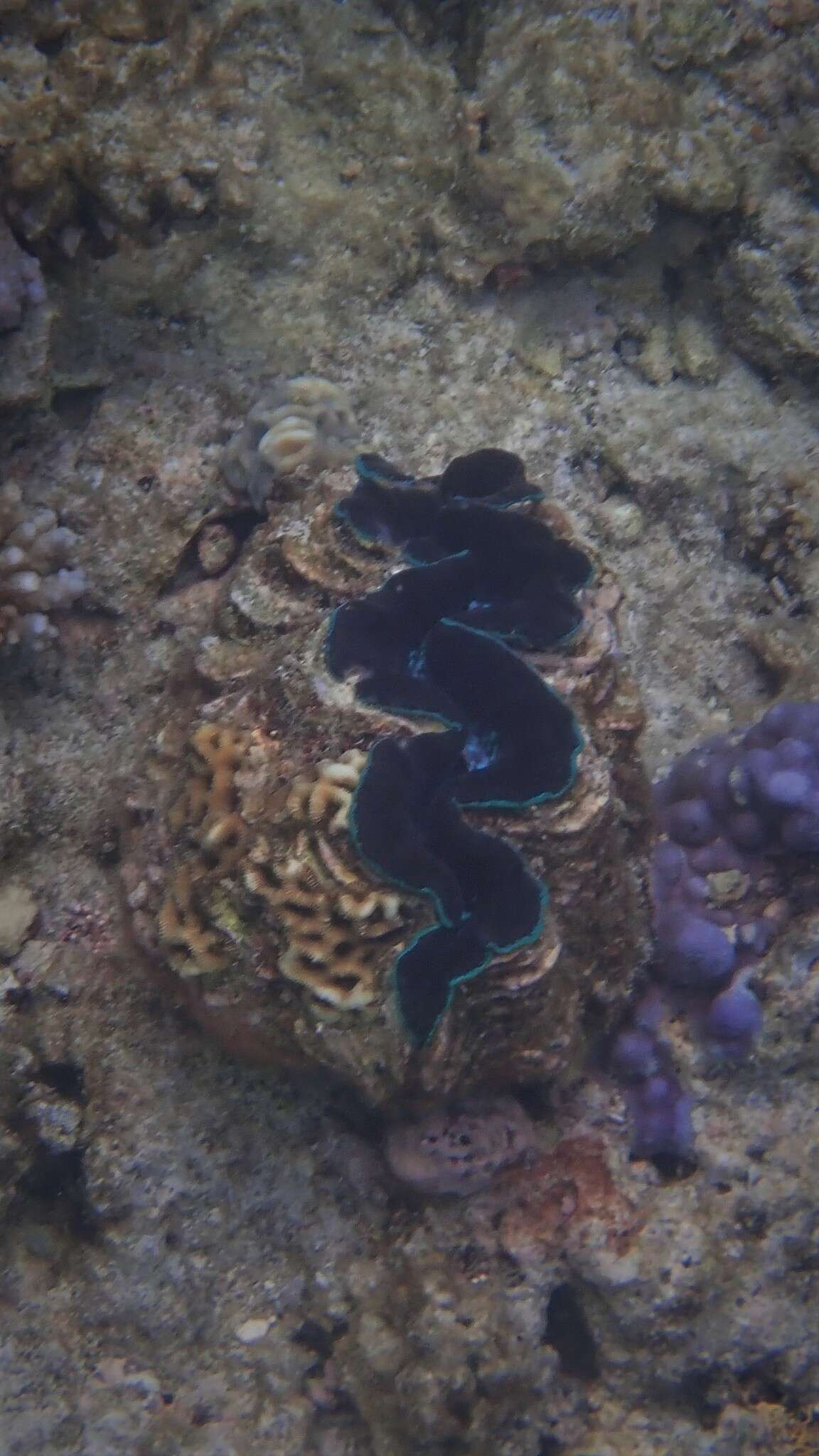 Image of Small giant clam