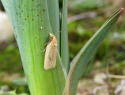 Image of Avaria hyerana Milliére 1857