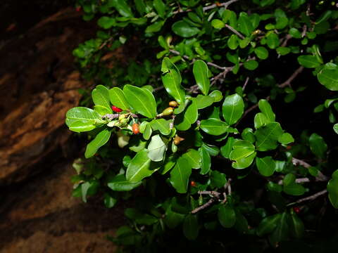 Image of Erythroxylum cumanense Kunth