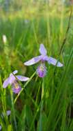 Image of snakemouth orchid