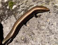 Plancia ëd Chalcides coeruleopunctatus Salvador 1975