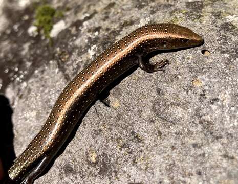 Image of Chalcides coeruleopunctatus Salvador 1975