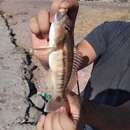 Image of Inshore sand perch