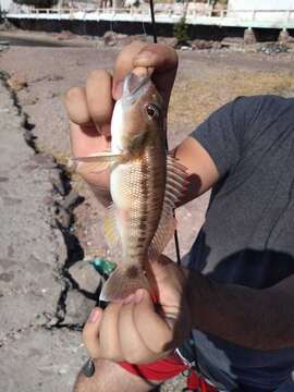 Image of Inshore sand perch