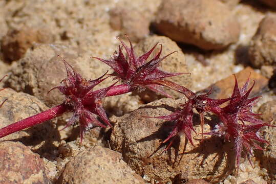 Imagem de Chorizanthe polygonoides A. Gray