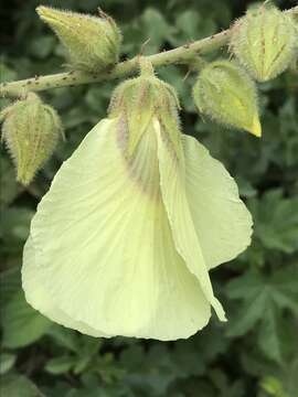 Imagem de Hibiscus diversifolius Jacq.