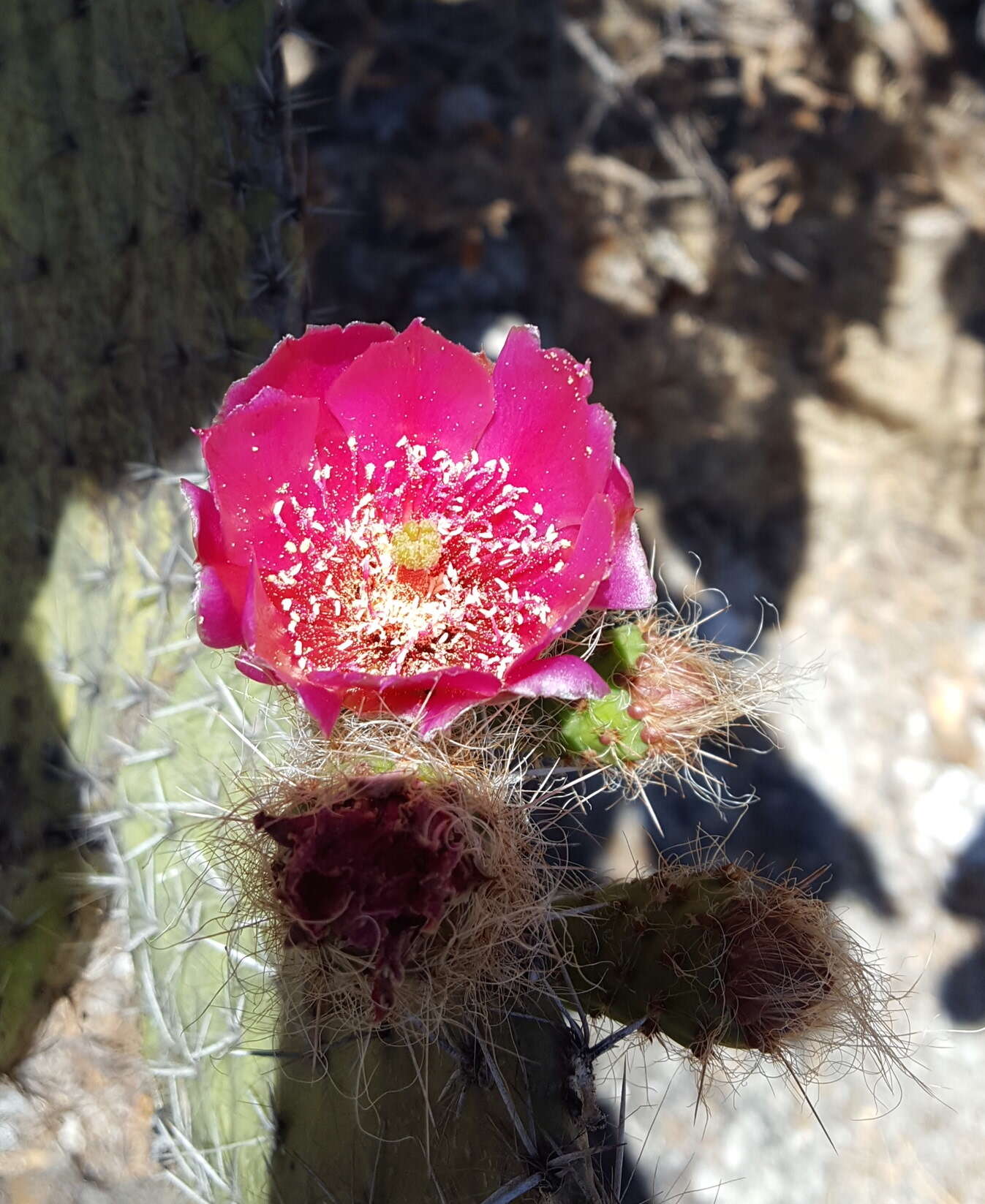 Image of Opuntia pilifera F. A. C. Weber